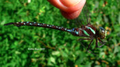 Apparent female Black-tipped Darner in western Augusta County, VA