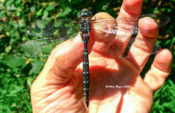 Apparent female Black-tipped Darner in western Augusta County, VA