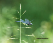 Black-tipped Darner in Highland County, VA (sorry for poor picture)