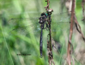 Clamp-tipped Emerald in Highland County, VA