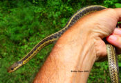 Garter Snake in western Augusta County, VA