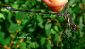 Great Spreadwing in western Augusta County, VA