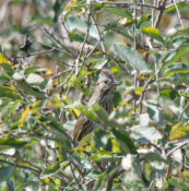 Lincoln's Sparrow in Highland County, VA