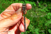 Ocellated Darner in Augusta County, VA