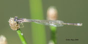 Orange Bluet-im. male- in Highland County, VA