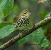 Ovenbird in Augusta County, VA