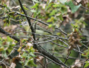 Philadelphia Vireo in Augusta County, VA