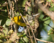 Prothonotary Warbler at City Point in Hopewell, VA