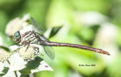 Russet-tipped Clubtail, female, Goochland County, VA