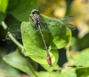 Russet-tipped Clubtail, male, Goochland County, VA