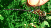 Male Shadow Darner in western Augusta County, VA