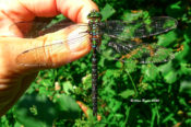 Male Shadow Darner in western Augusta County, VA