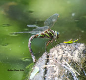 Female Shadow Darner ovipositing in western Augusta County, VA