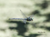 Shadow Darner, male, in Highland County, VA