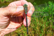 Shadow Darner, male, in Highland County, VA