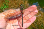 Shadow Darner, female, in Highland County, VA