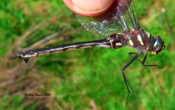 Ski-tipped Emerald, female, in Highland County, VA