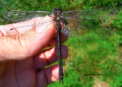 Ski-tipped Emerald, female, in Highland County, VA