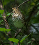 Swainson's Thrush in Augusta County, VA