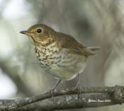 Swainson's Thrush in Augusta County, VA