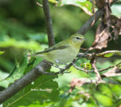 Tennessee Warbler in Highland County, VA