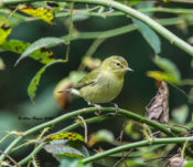 Tennessee Warbler in Augusta County, VA