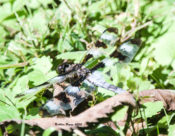 Twelve-spotted Skimmer in Goochland County, VA