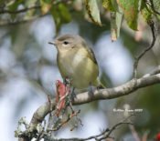 Warbling Vireo in eastern Henrico County, VA