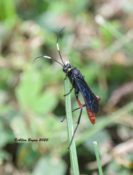 Apparent Limonethe maurator, an ichneumon wasp, in Goochland County, VA