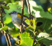 American Redstart at City Point in Hopewell, VA