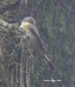 Immature/female American Redstart in the City of Hopewell, VA