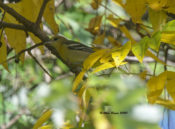 Baltimore Oriole in Goochland County, VA