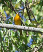 Baltimore Oriole in Goochland County, VA