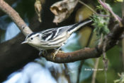 Black and White Warbler at City Point, Hopewell, VA