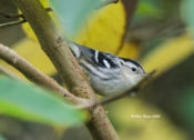 Black-and-White Warbler in the City of Hopewell, VA