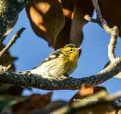 Blackburnian Warbler at City Point in Hopewell, VA