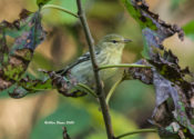 Blackpoll Warbler at City Point in Hopewell, VA