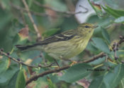 Blackpoll Warbler in the City of Hopewell, VA