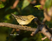 One of several Blackpoll Warblers in West Point, VA