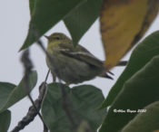 Poor photo of immature female Blackpoll Warbler in City of Hopewell, VA