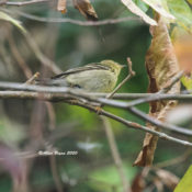 Blackpoll Warbler in the City of Hopewell, VA