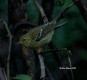 Blackpoll Warbler in Hopewell, VA