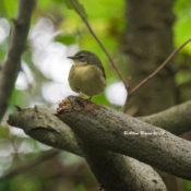 Black-throated Blue Warbler in Louisa County, VA