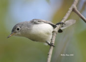 Blue-gray Gnatcatcher in Goochland County, VA