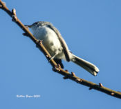 Blue-gray Gnatcatcher at City Point in Hopewell, VA