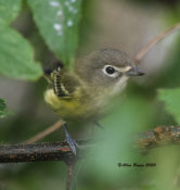 Blue-headed Vireo in the City of Hopewell, VA