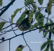 Poor perspective of Cape May Warbler in Hopewell, VA