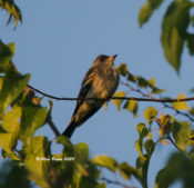 Eastern Wood-Pewee at City Point in Hopewell, VA