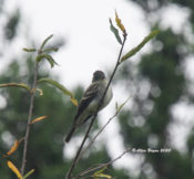 Eastern Wood-Pewee in Louisa County, VA