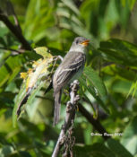 Eastern Wood-Pewee in Goochland County, VA